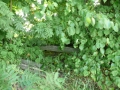 _mini-P1110550.JPG