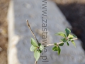 IMGP7517