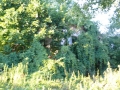 _mini-2008_0728_192645